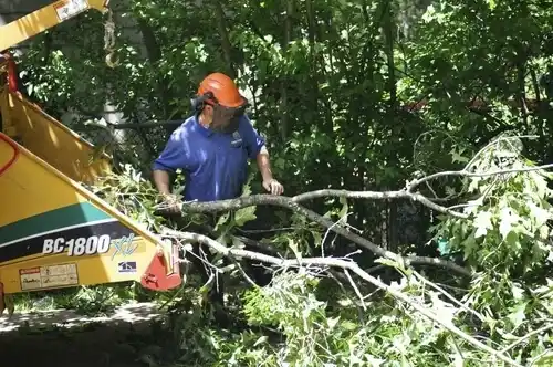 tree services Olivette